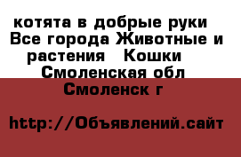 котята в добрые руки - Все города Животные и растения » Кошки   . Смоленская обл.,Смоленск г.